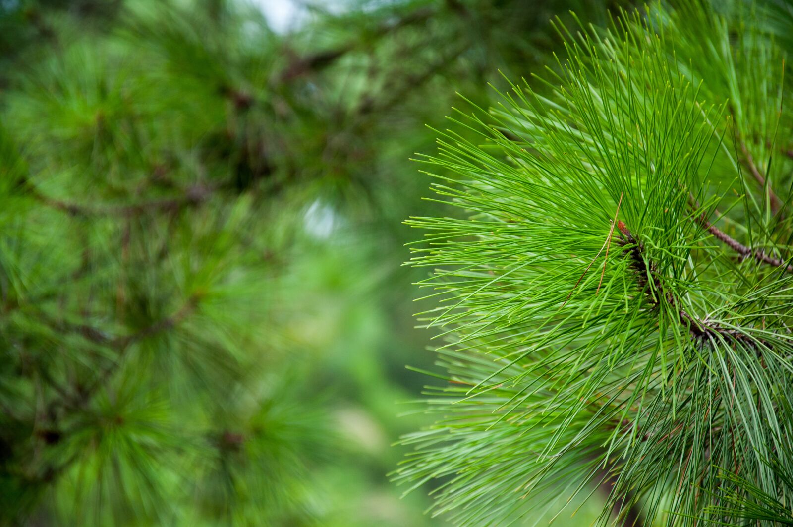 Nikon D90 sample photo. Green, leaf, plant photography