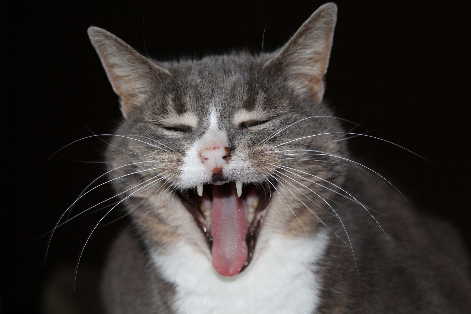 Canon EOS 1300D (EOS Rebel T6 / EOS Kiss X80) sample photo. Cat, foot, tooth photography