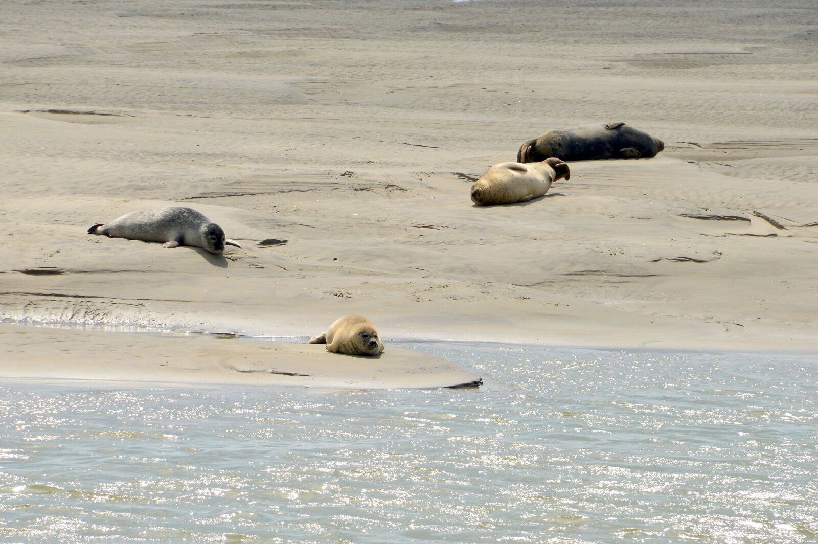 Nikon D3200 sample photo. Sea, beach, berck photography