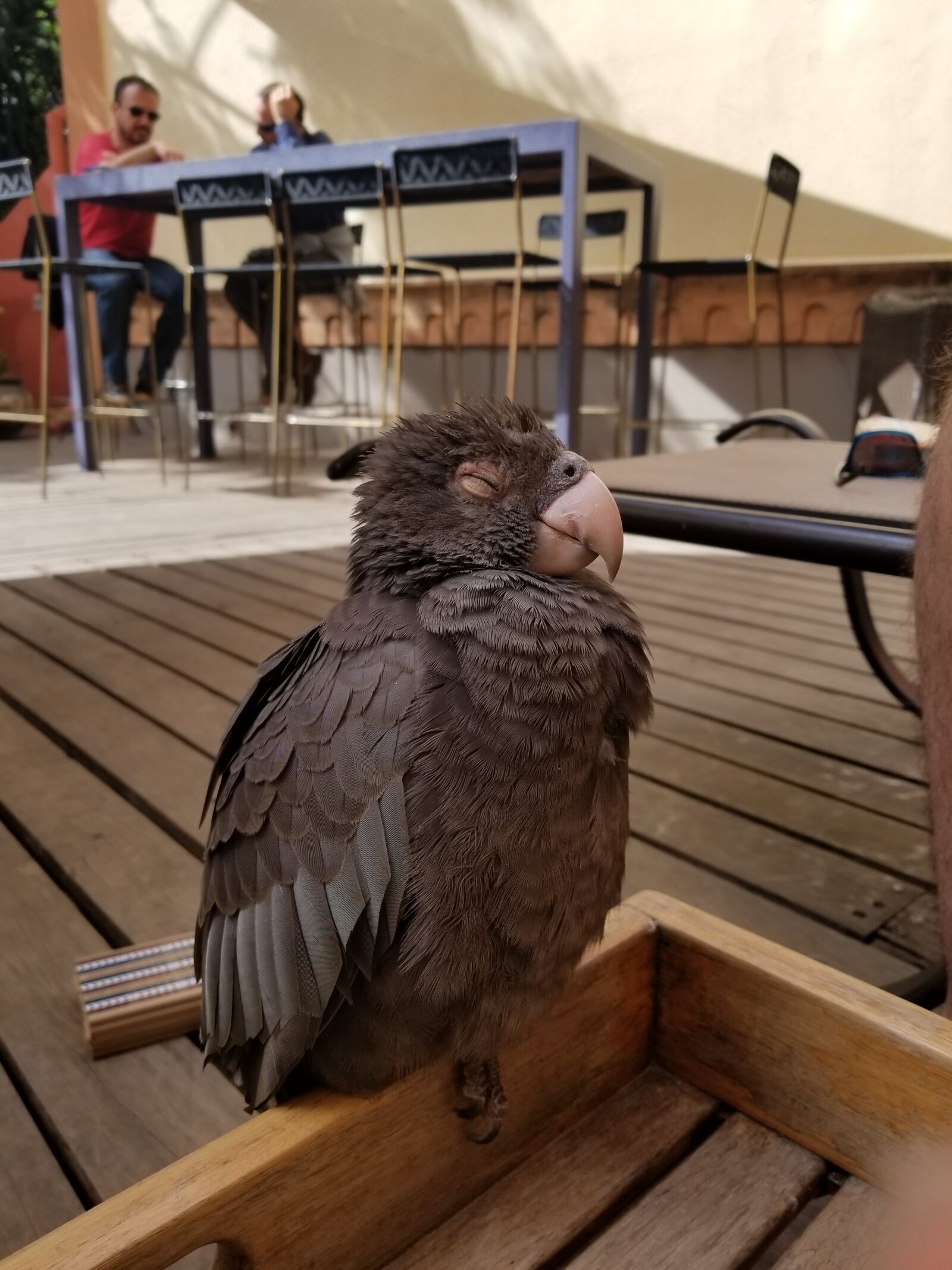 Samsung Galaxy S8 sample photo. Grey, parrot, bird photography