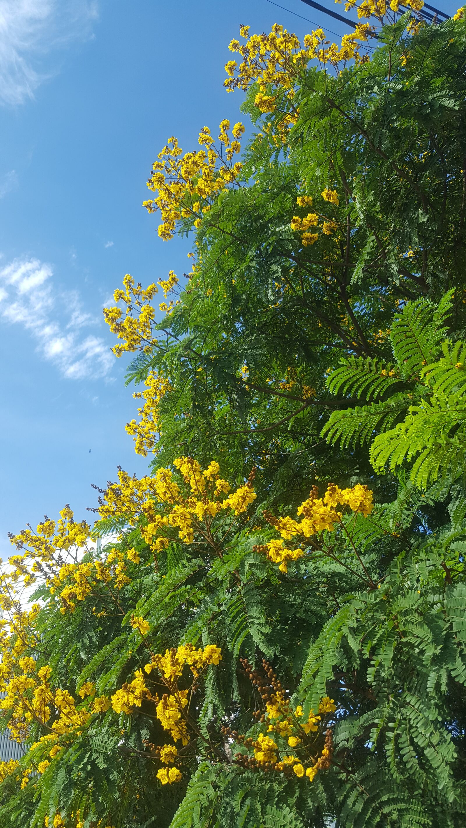 Samsung Galaxy S6 sample photo. Nature, yellow flowers, clear photography