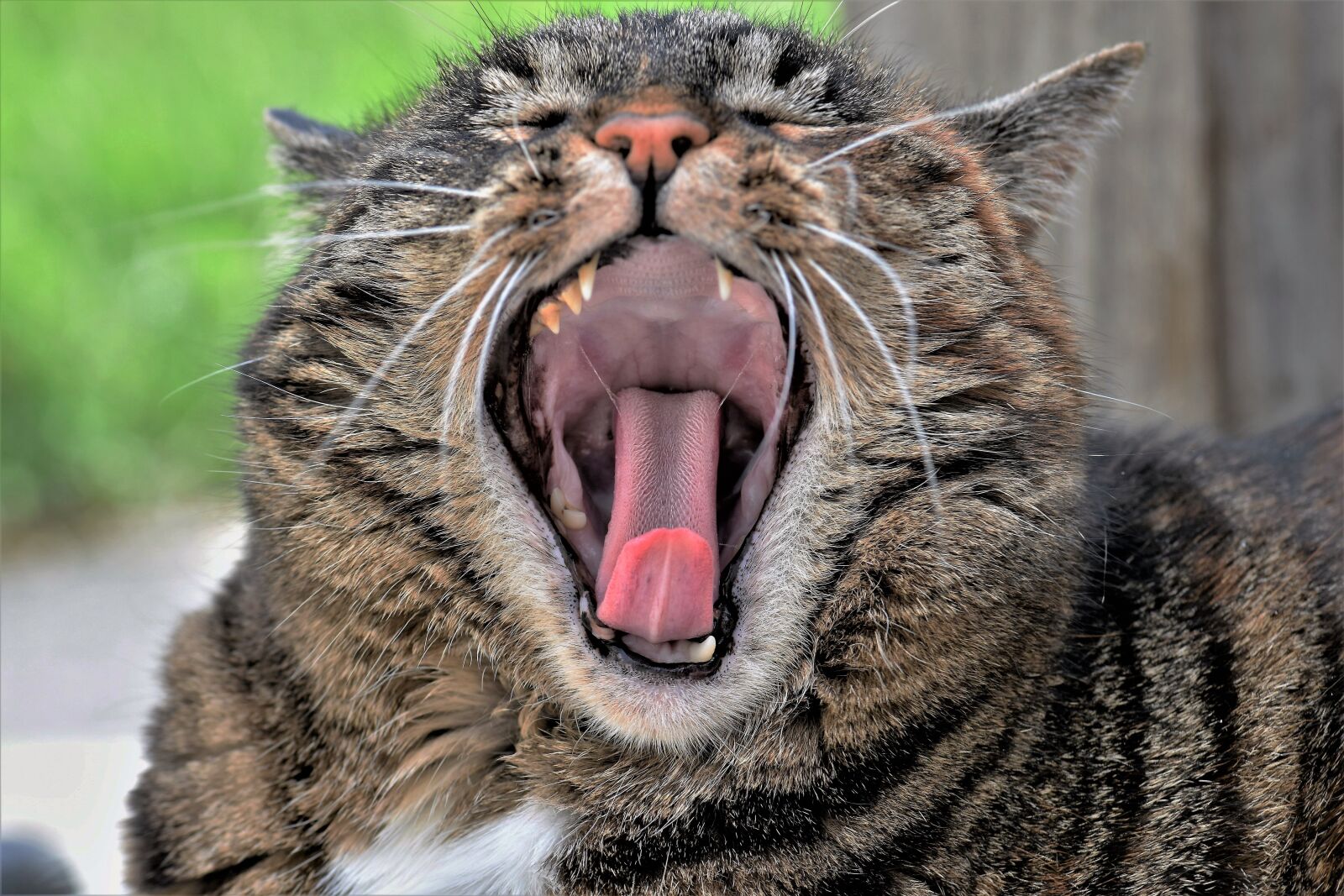 Nikon D5500 sample photo. Cat, animal, mammal photography