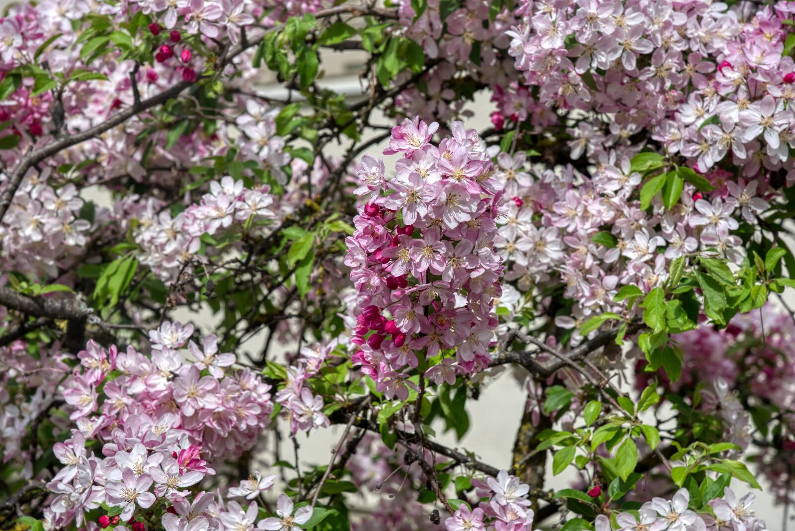 Nikon D750 sample photo. Cherry blossom, cherry tree photography
