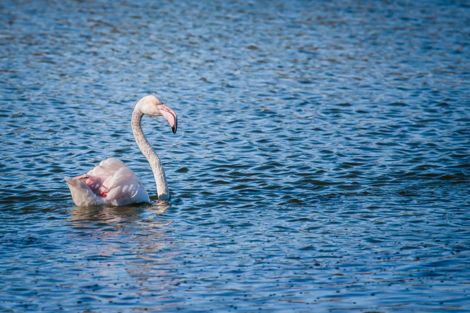 Canon EOS-1D Mark II N sample photo. Greater flamingo, bird, water photography