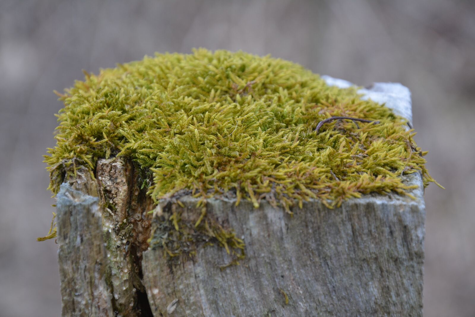 Nikon D5200 sample photo. Moss, log, nature photography