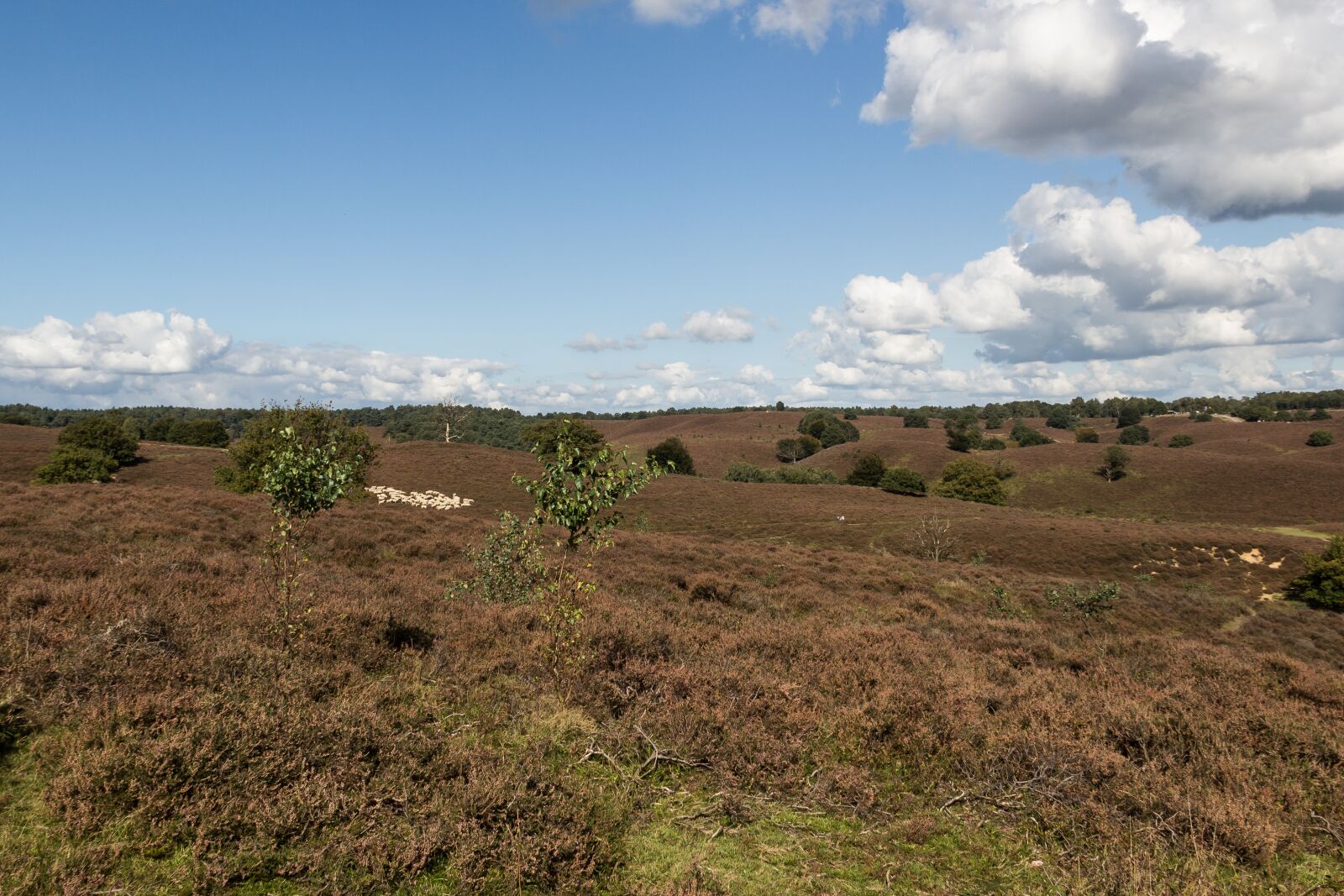 Canon EF-S 18-135mm F3.5-5.6 IS sample photo. Veluwe, heide, landscape photography