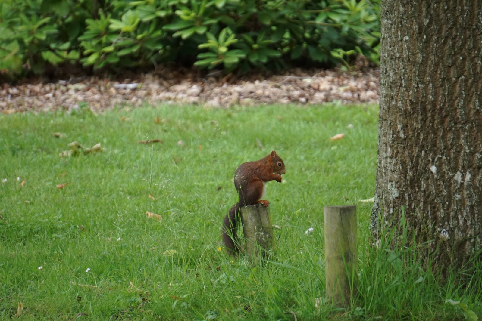 Sony E 55-210mm F4.5-6.3 OSS sample photo. Squirrel, cute, park photography