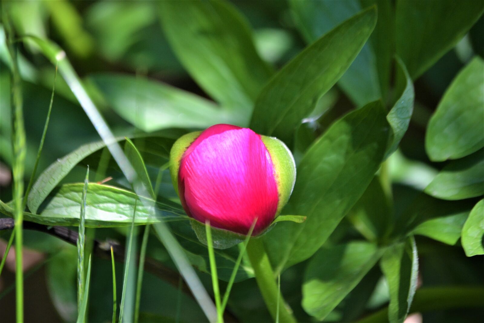 Nikon D3100 sample photo. Peony, plant, bud photography