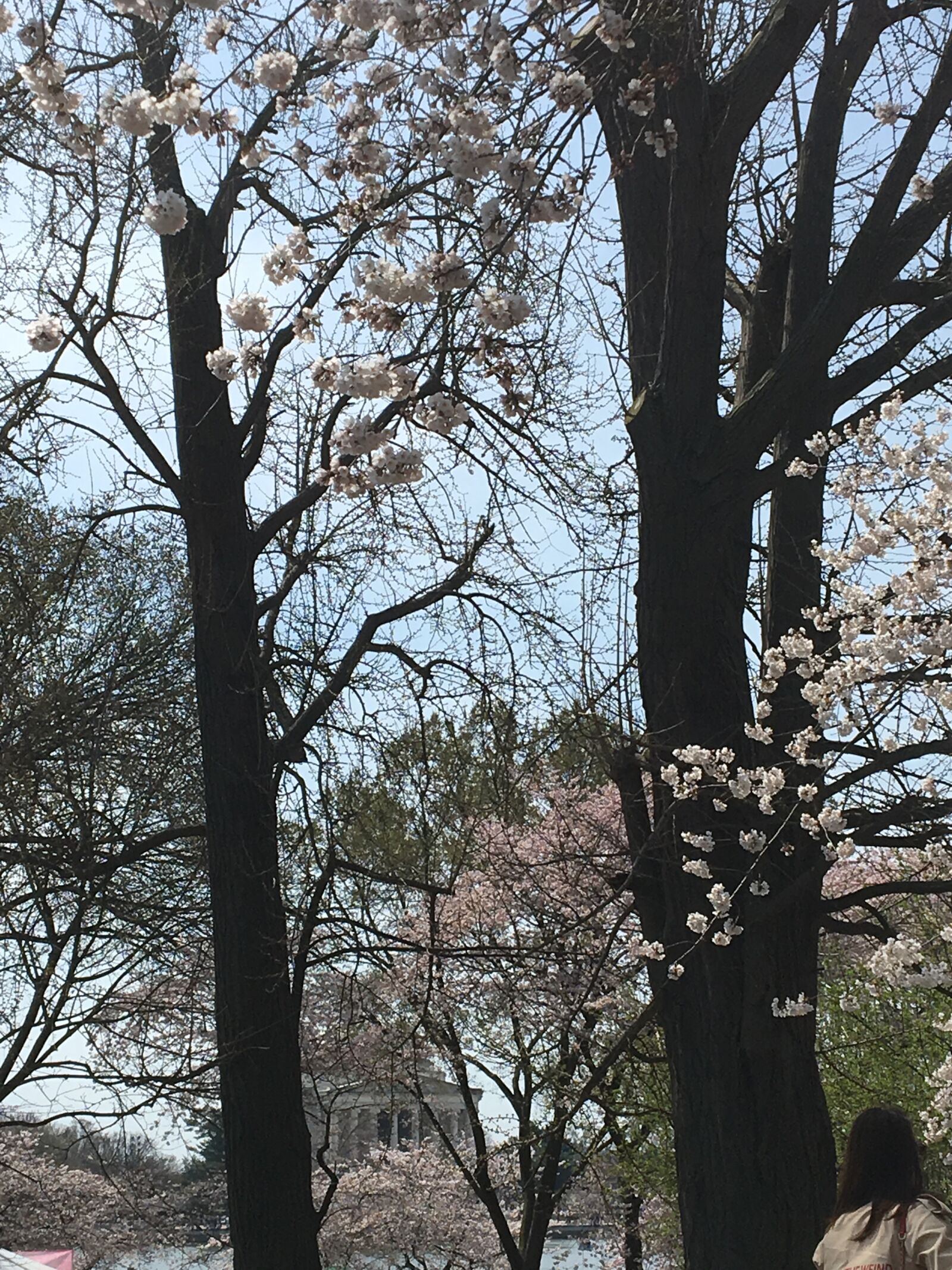 Apple iPhone 6s sample photo. Flowers, magnolia, tree photography