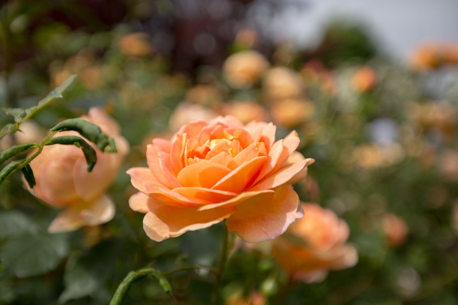 Canon EF 16-35mm F2.8L II USM sample photo. Plants, borders, wisley photography