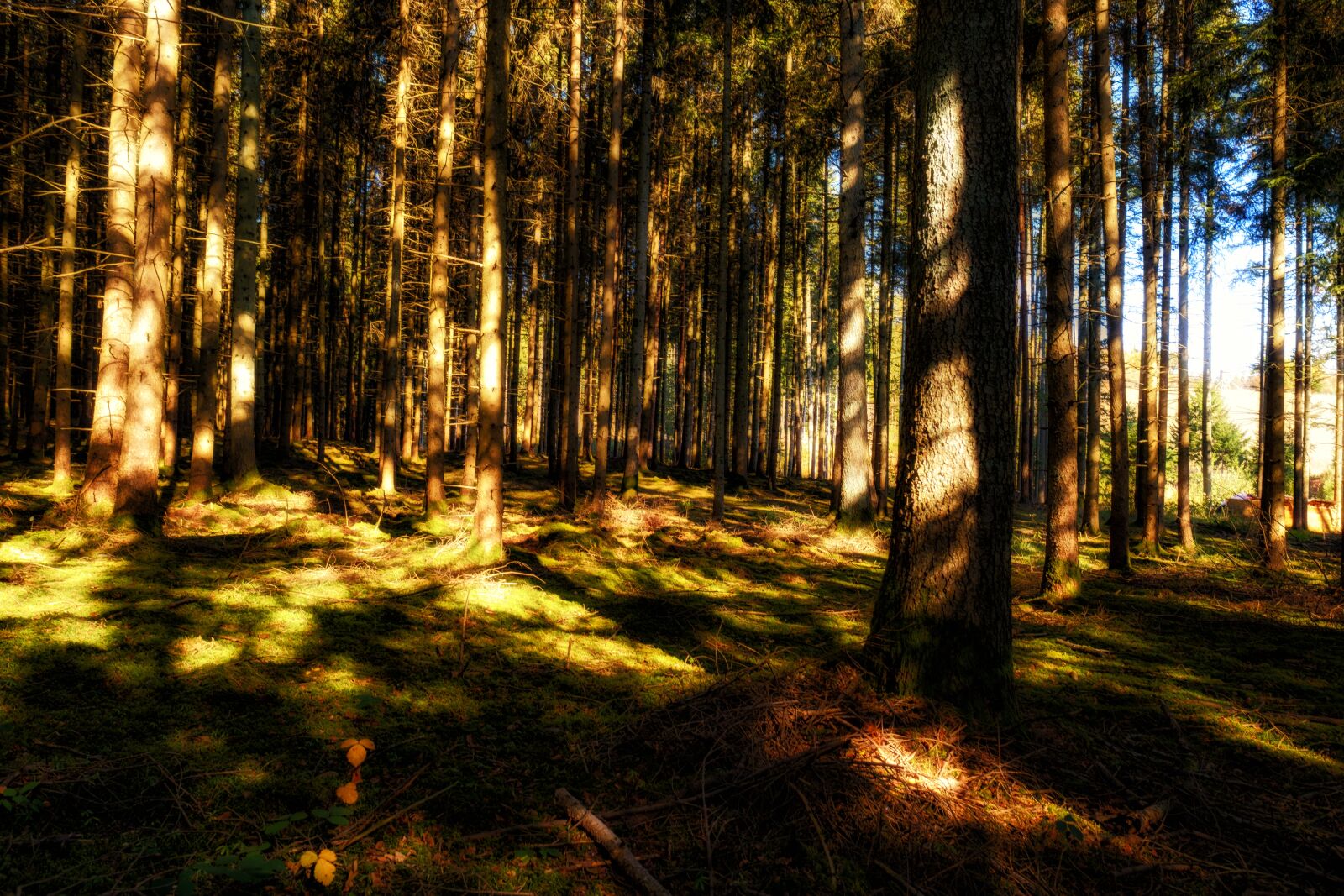 Fujifilm X-T2 + Fujifilm XF 16mm F1.4 R WR sample photo. Forest, trees, sun photography