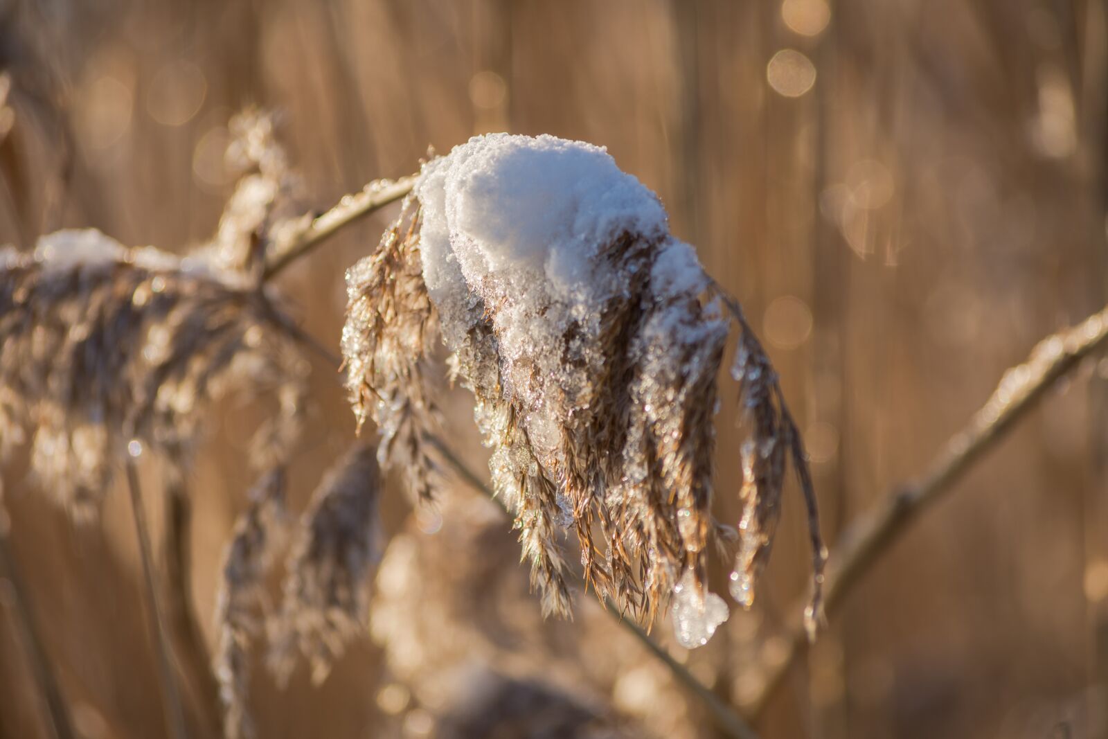 Nikon D7200 sample photo. Nature, tree, reed photography