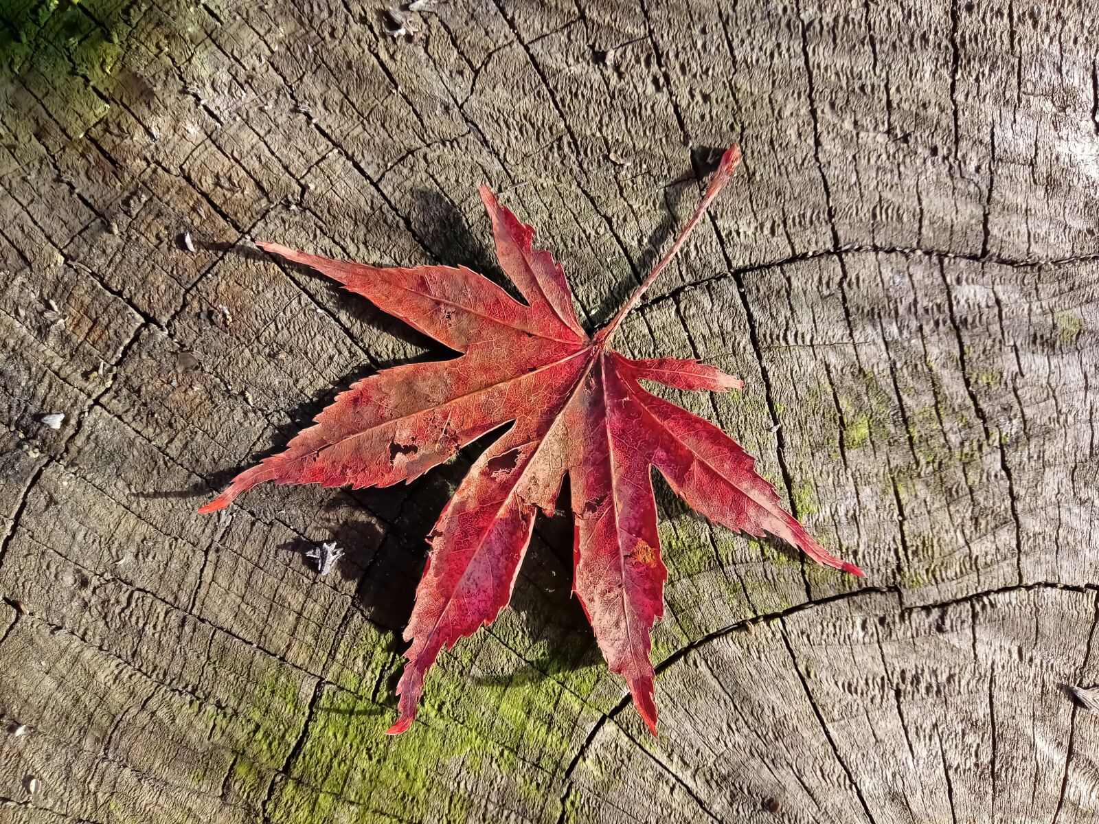 LG LM-X410.F sample photo. Leaf, autumn, red maple photography