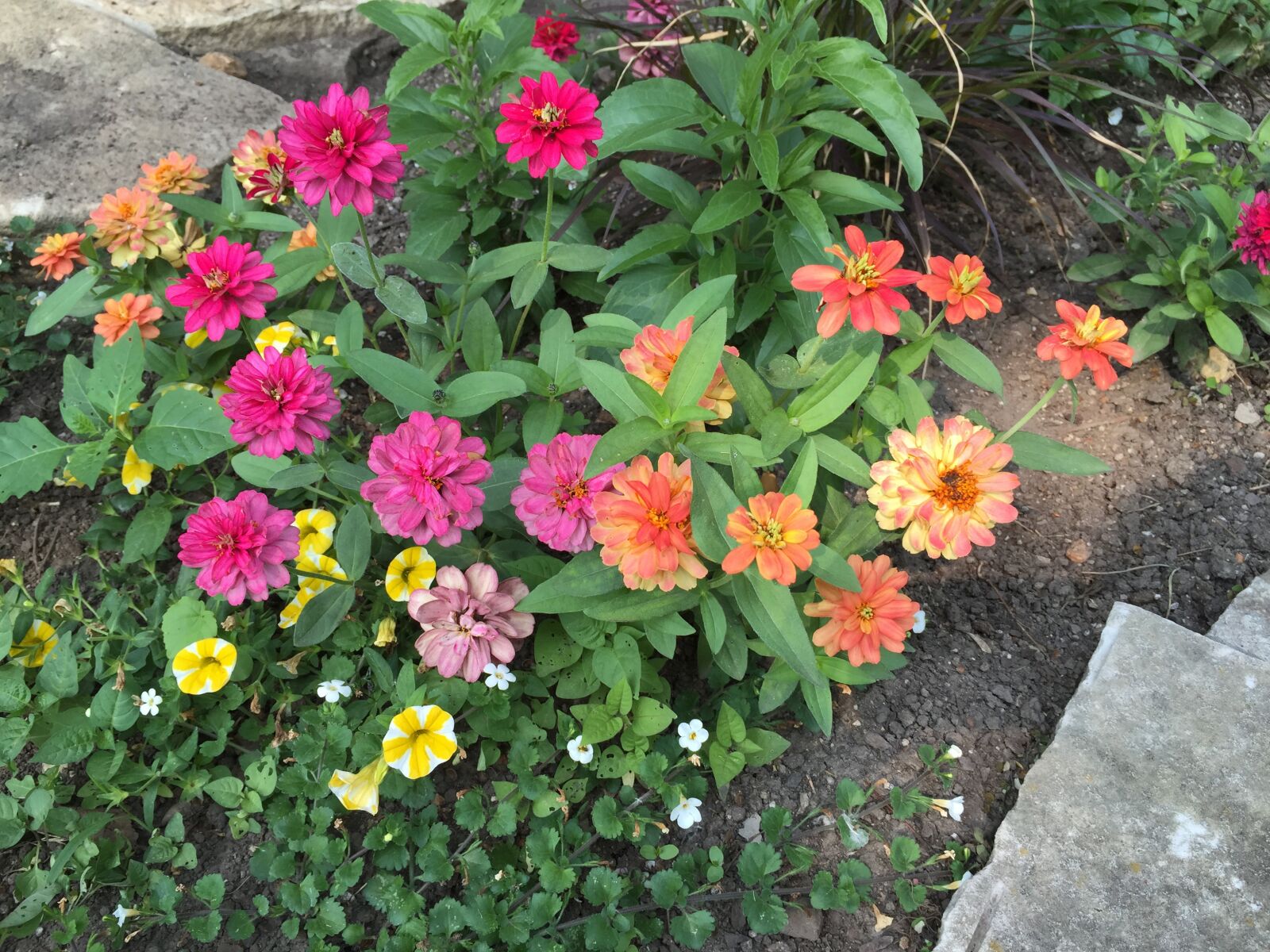 iPhone 6 back camera 4.15mm f/2.2 sample photo. Flowers, rocks, garden photography