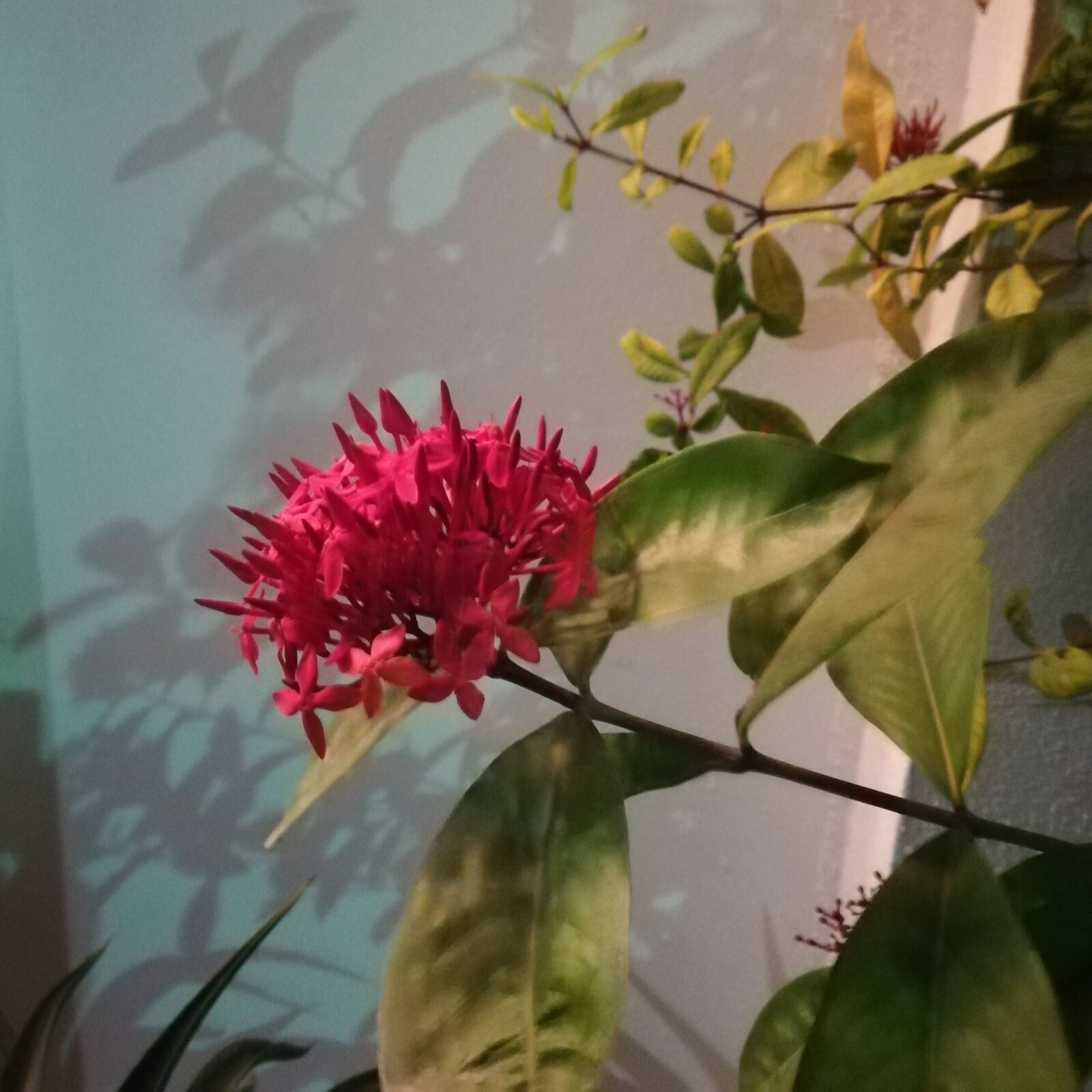 HUAWEI Honor 7X sample photo. Rose, beautiful, flower photography