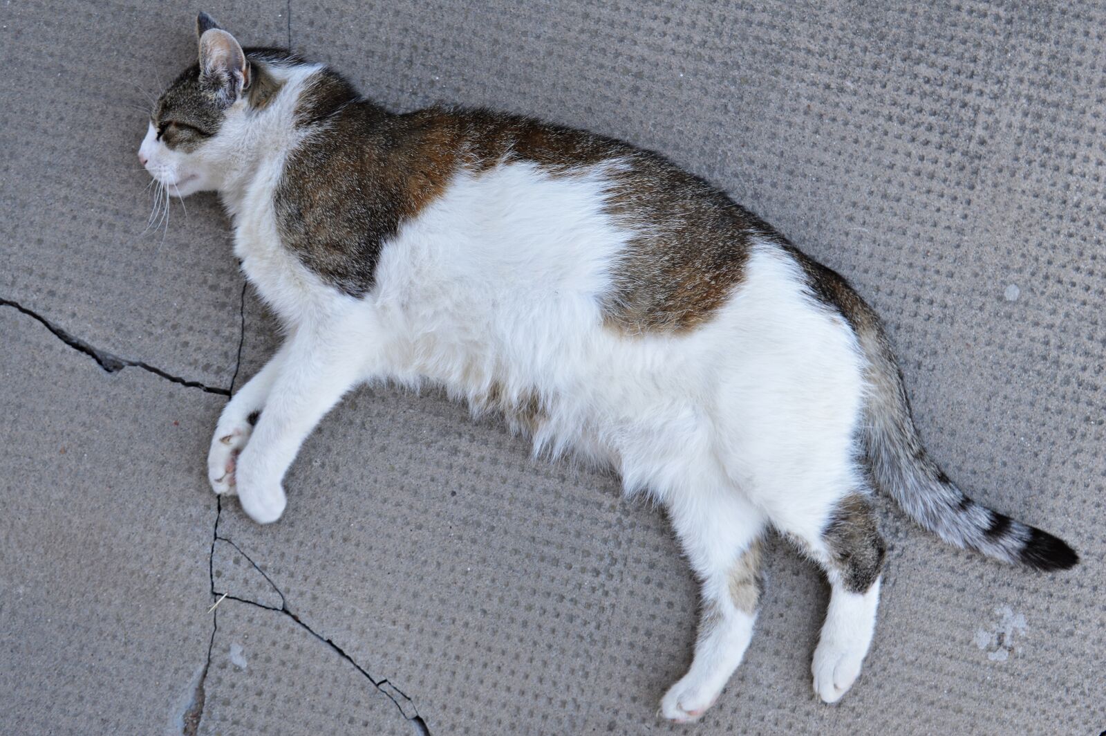 Nikon D3200 sample photo. Cat, kitten, domestic cat photography