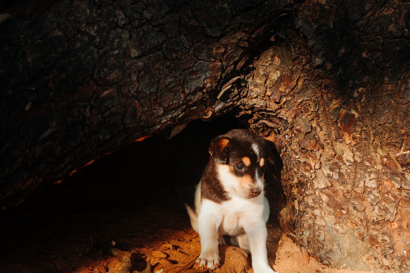 Nikon D5200 sample photo. Dog, puppy, pet photography
