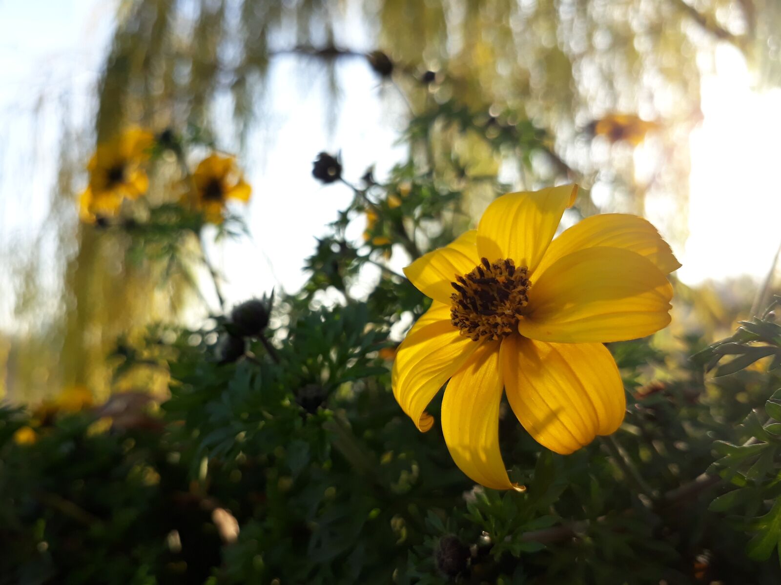 Samsung Galaxy On7(2016) sample photo. Flowers, nature, plants photography