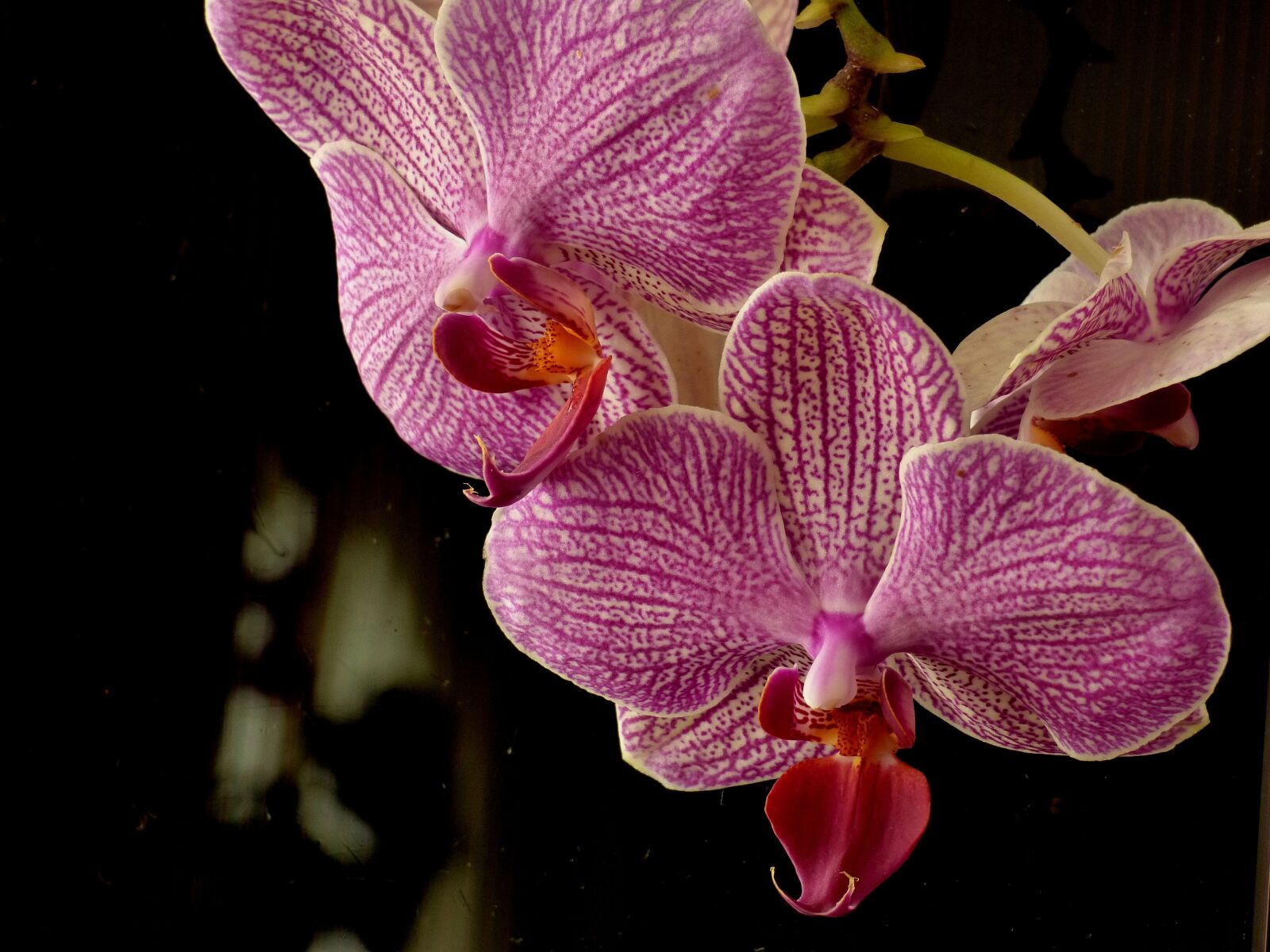 Panasonic DMC-FZ72 sample photo. Flower, orchid, plant photography