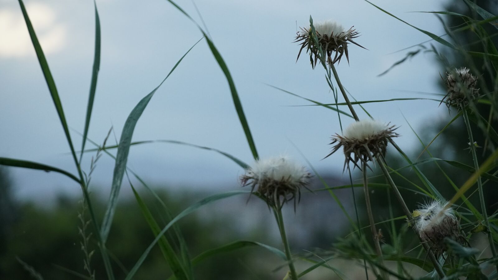 Sony a6500 sample photo. Sunset, landscape, agrimony photography