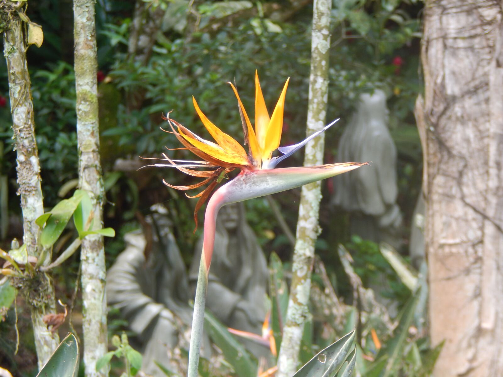 Nikon Coolpix L830 sample photo. Flower, botanic, spring photography