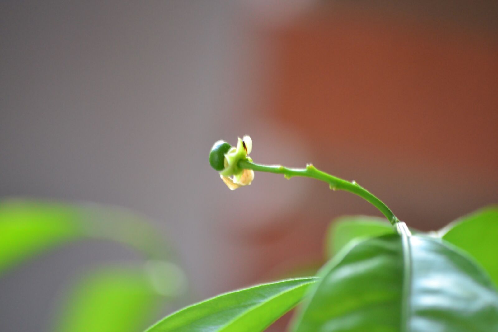 Nikon D3100 sample photo. Turkey, bursa, nilufer photography