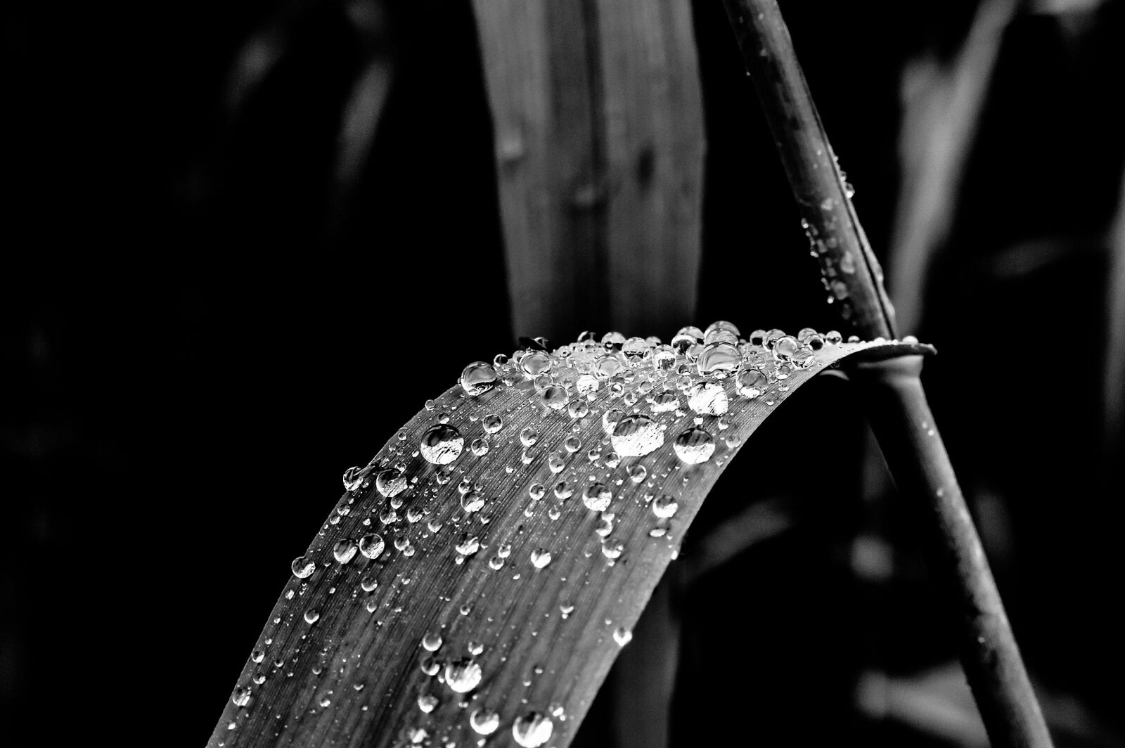 Tamron SP AF 60mm F2 Di II LD IF Macro sample photo. Drop of water, rain photography