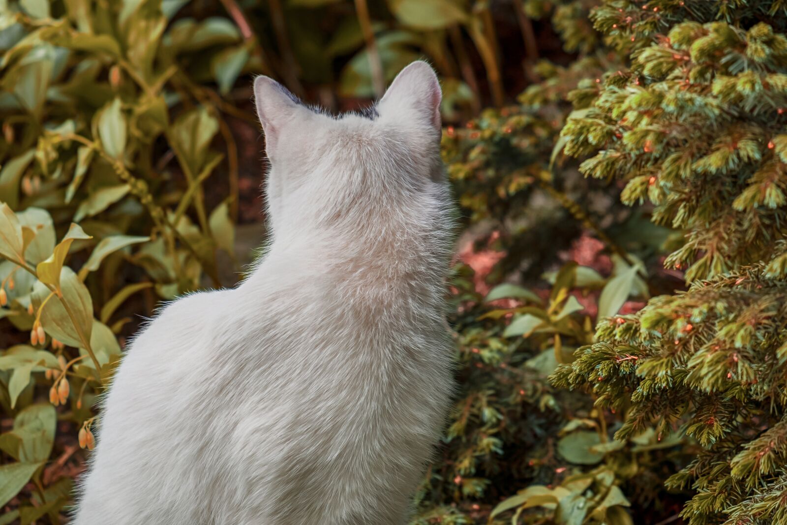 Fujifilm XF 55-200mm F3.5-4.8 R LM OIS sample photo. Cat, view from the photography