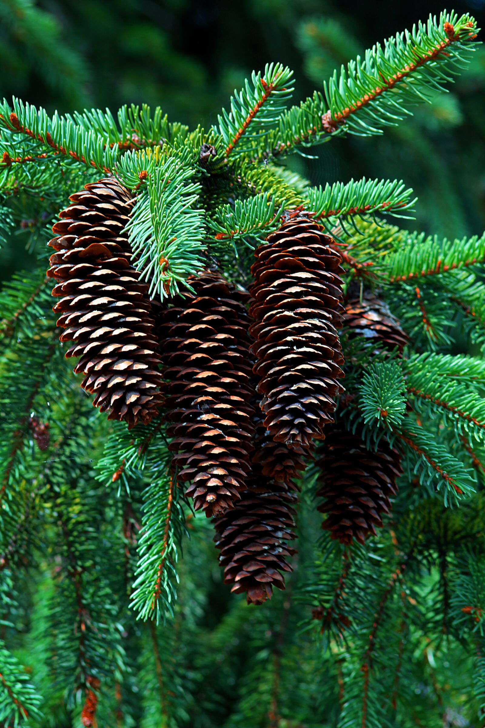 Canon EOS 1200D (EOS Rebel T5 / EOS Kiss X70 / EOS Hi) sample photo. Cones, forest, twigs photography