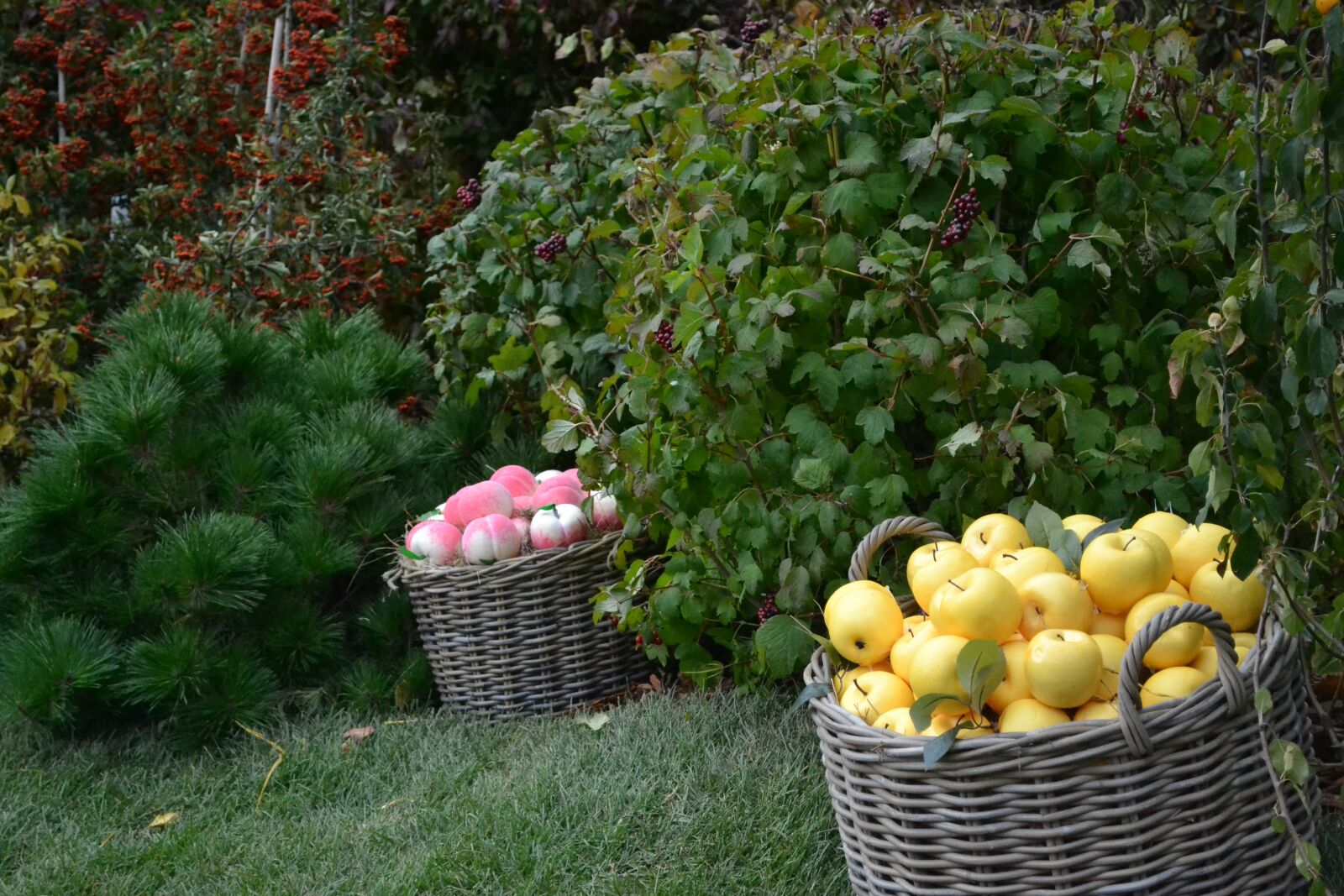 Nikon D3100 sample photo. Autumn, basket, apples photography