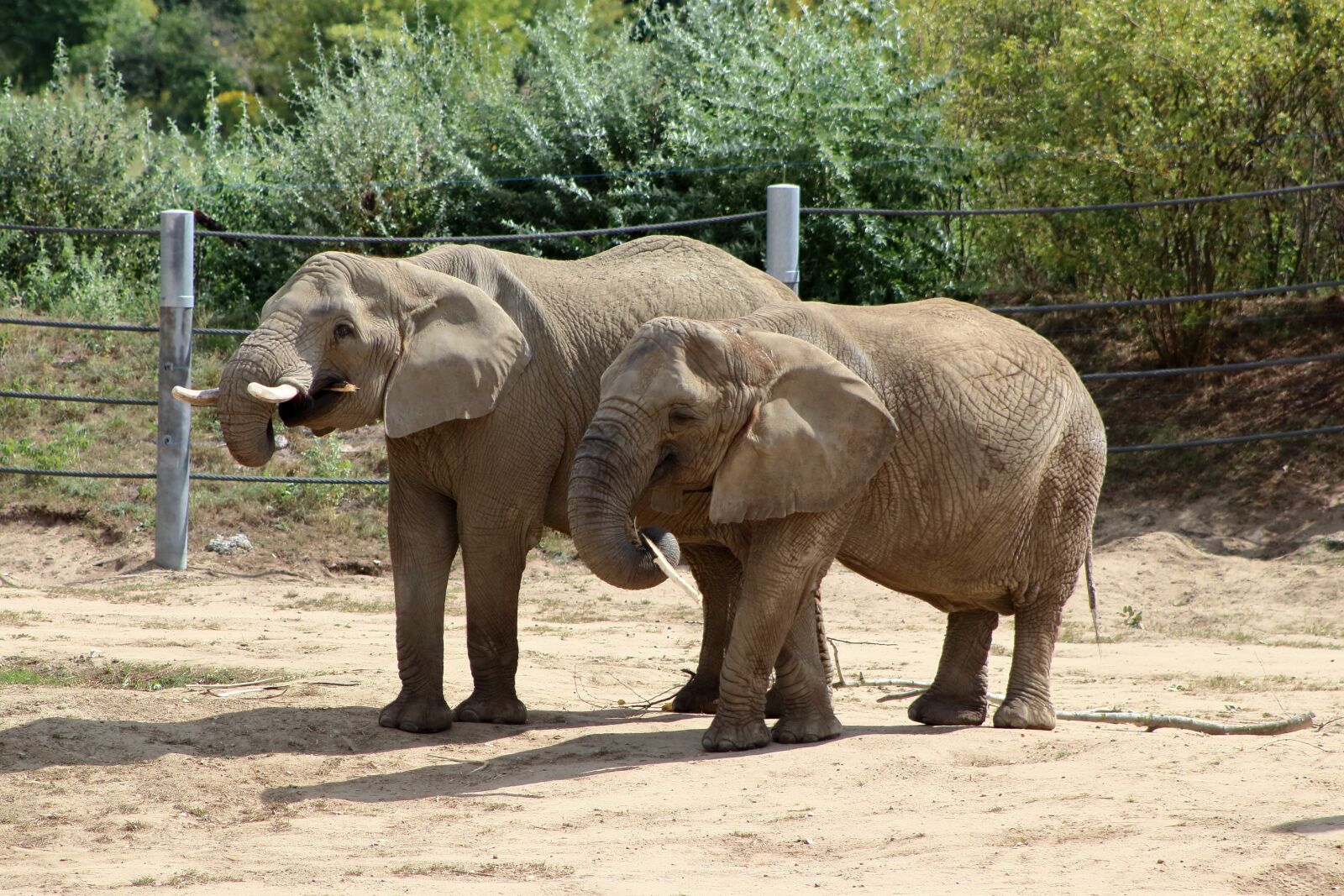 Canon EF75-300mm f/4-5.6 sample photo. Elephants, nature, safari photography