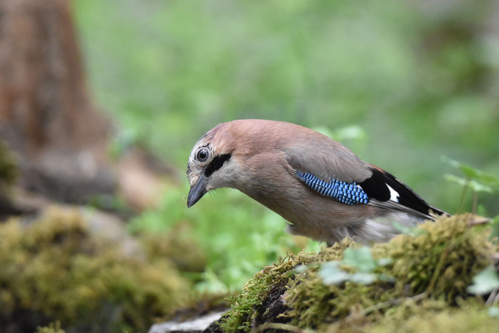 Nikon D5600 sample photo. Jay bird, bird, animal photography