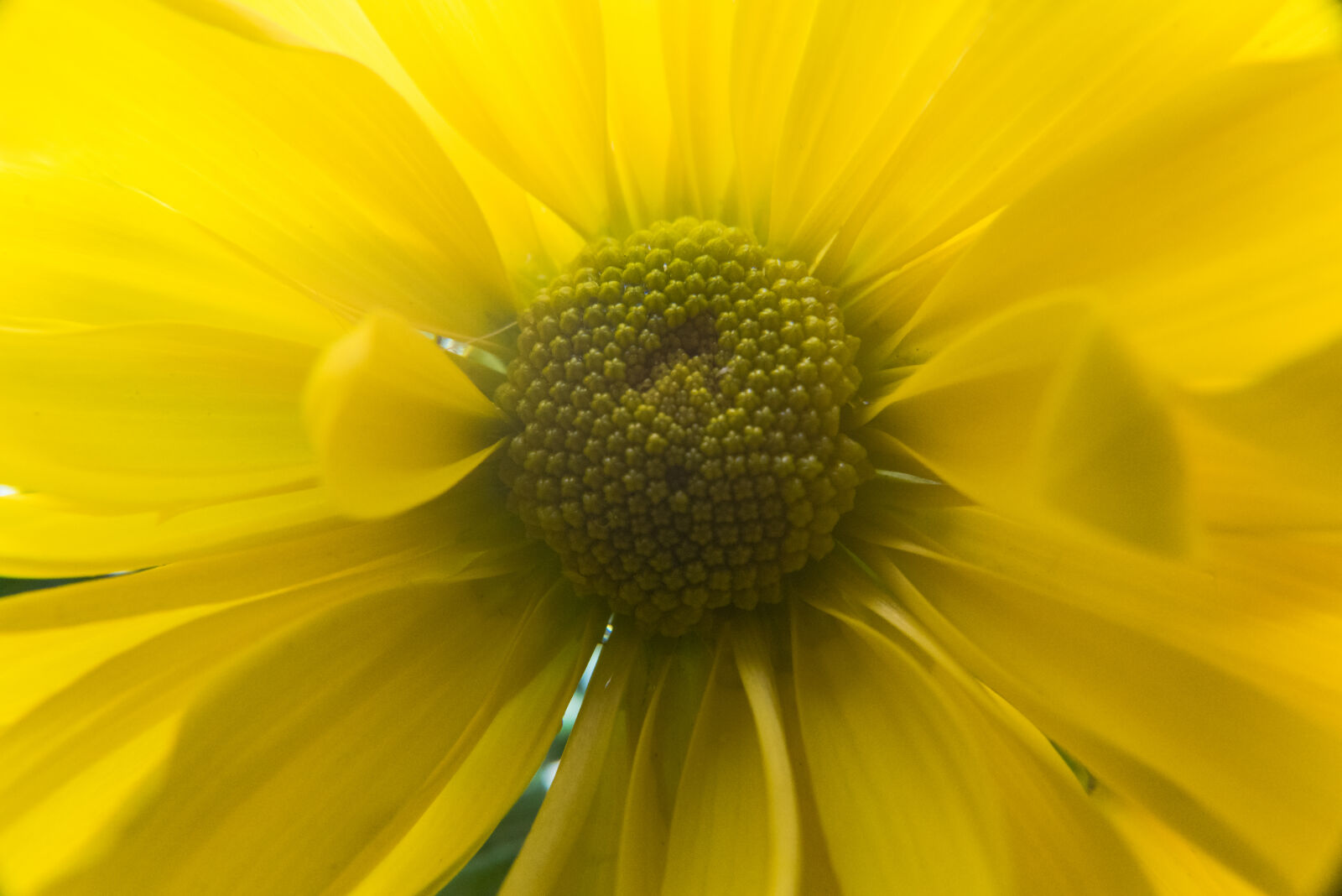 Sony a7R + Sony FE 24-240mm F3.5-6.3 OSS sample photo. Bloom, blooming, blossom, botanical photography