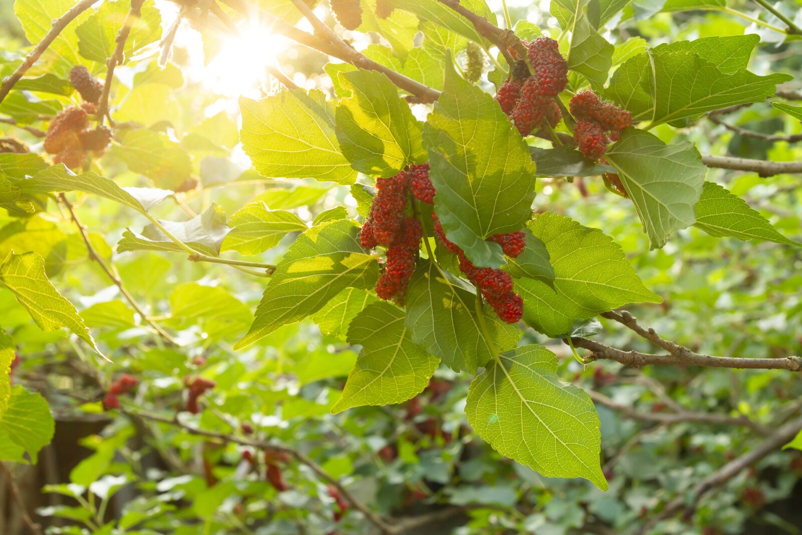 Canon EOS 7D sample photo. Mulberry, red, tree photography