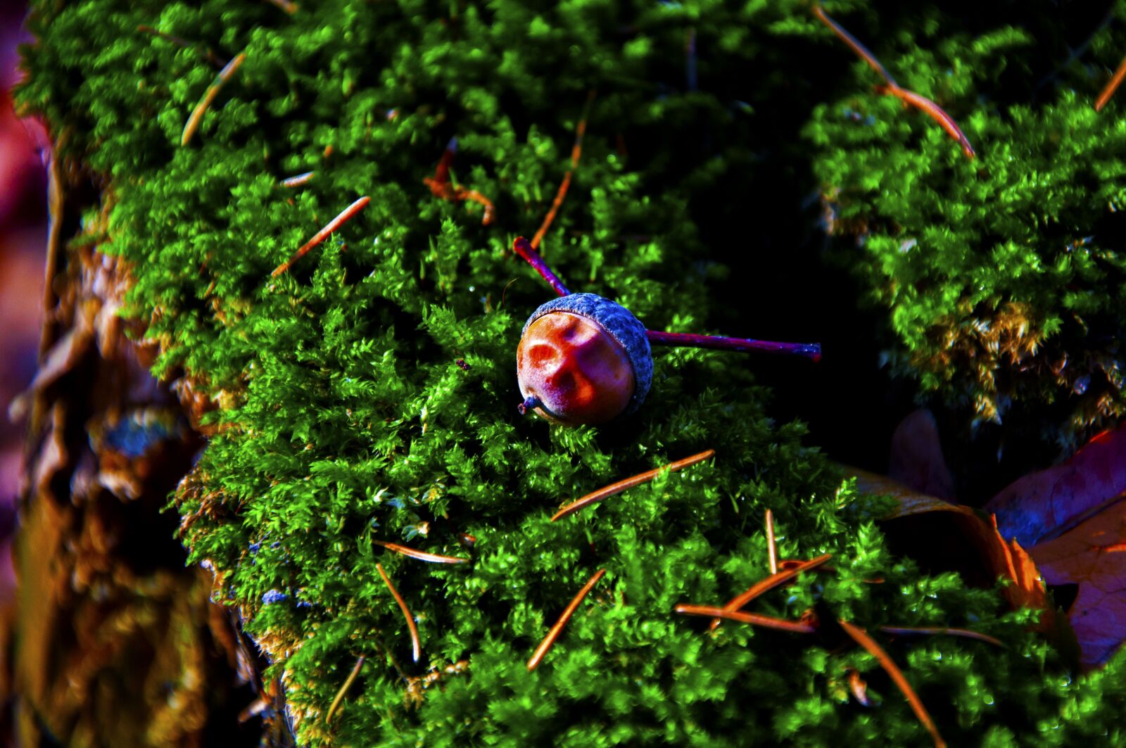 Nikon D90 sample photo. Autumn, moss, forest photography