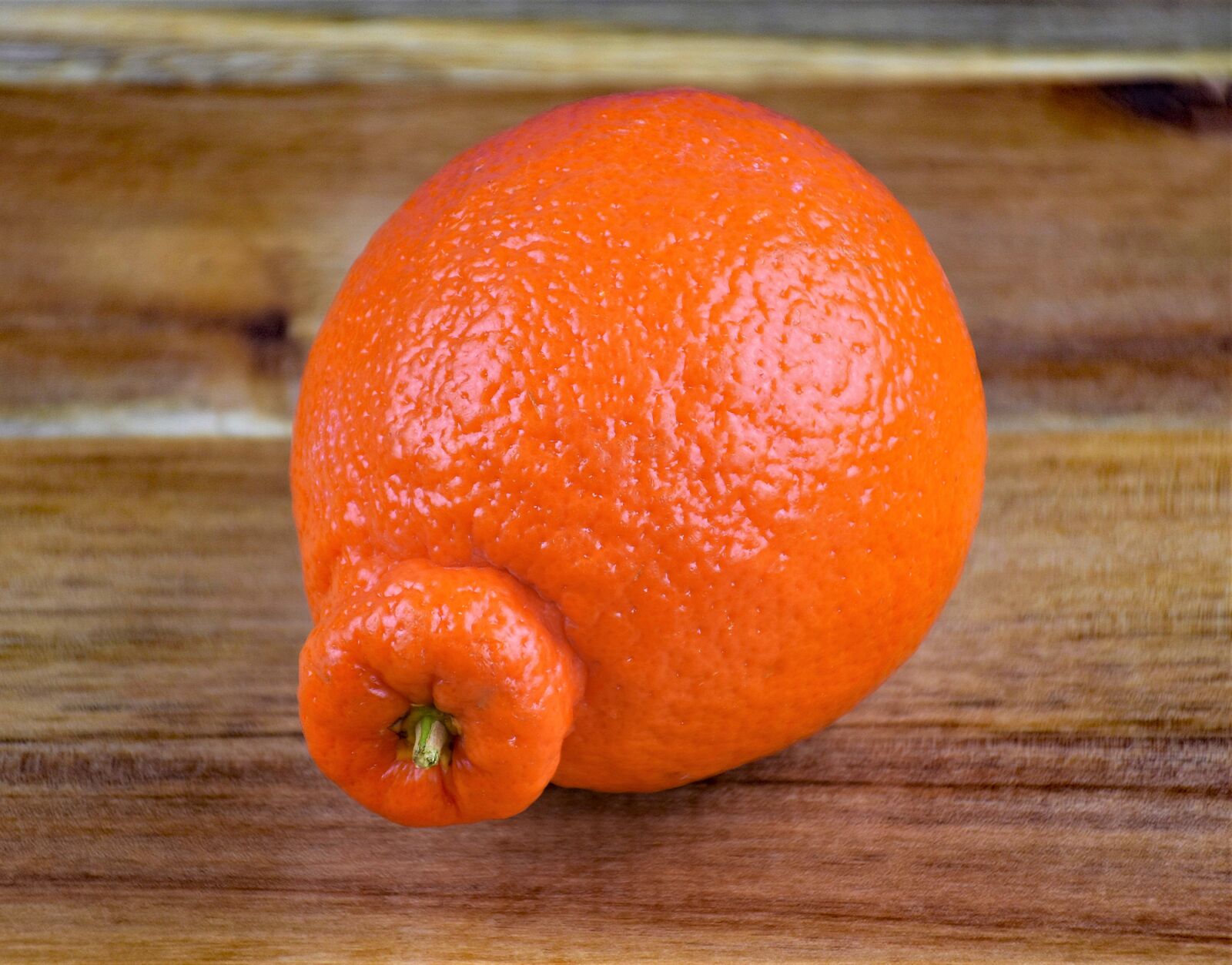 Nikon D5500 sample photo. Tangelo, fruit, sweet photography