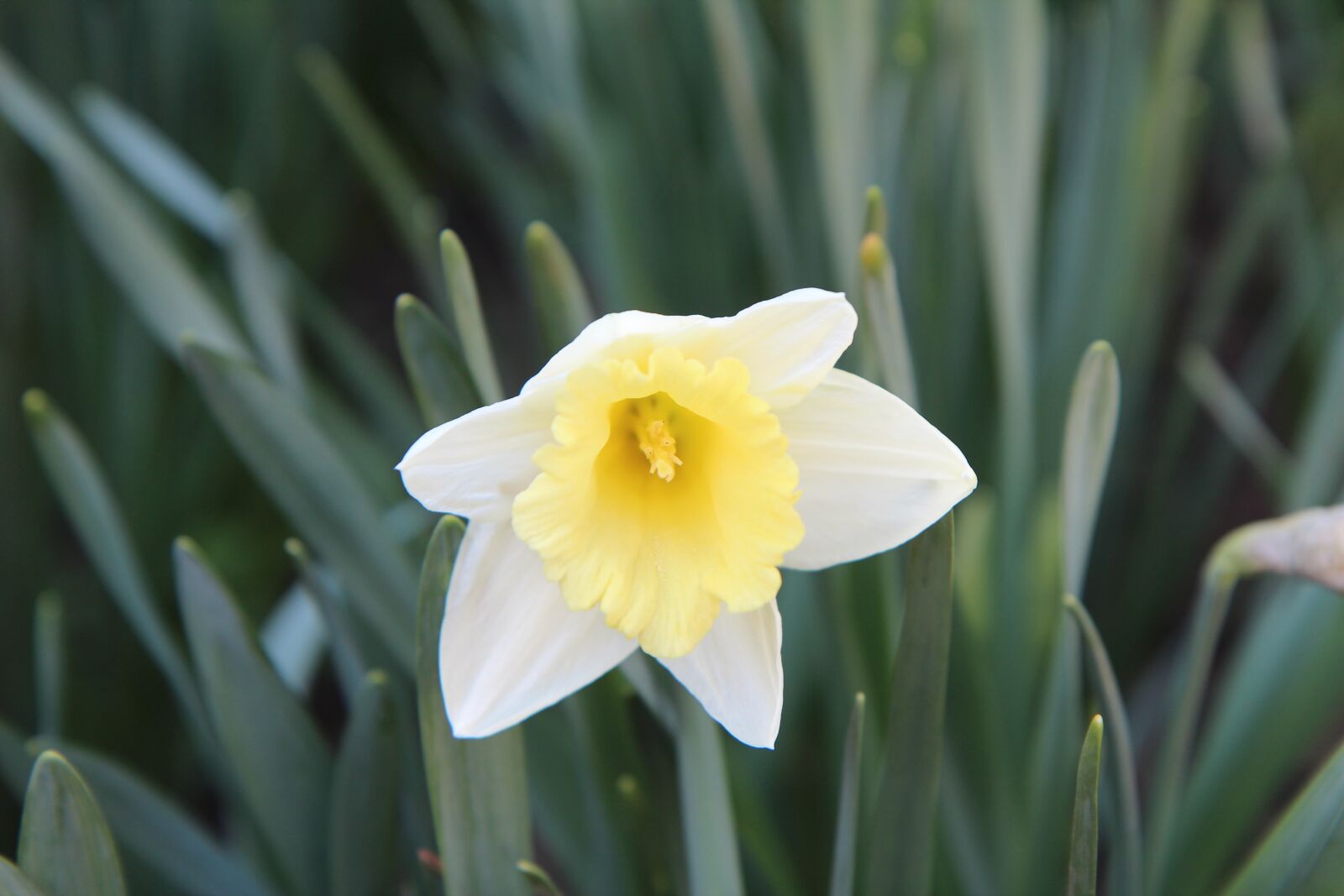 Canon EOS 600D (Rebel EOS T3i / EOS Kiss X5) sample photo. Narcissus, narcissus yellow, spring photography