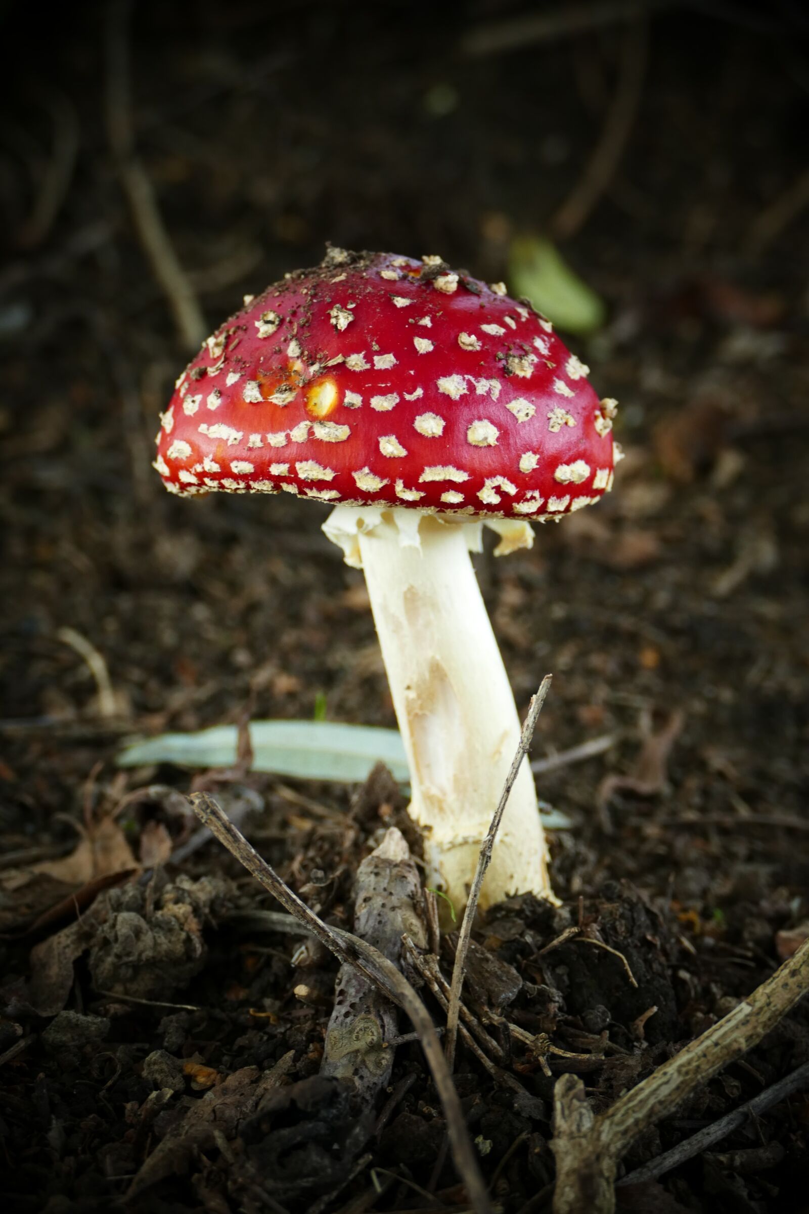 Panasonic Lumix DMC-FZ1000 sample photo. Mushroom, fly agaric, autumn photography