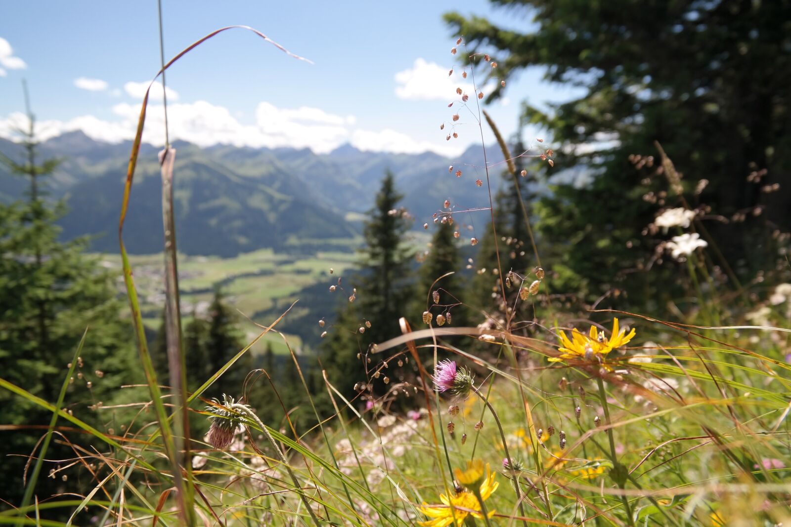 Samsung NX300 sample photo. Mountain meadow, flowers, flower photography