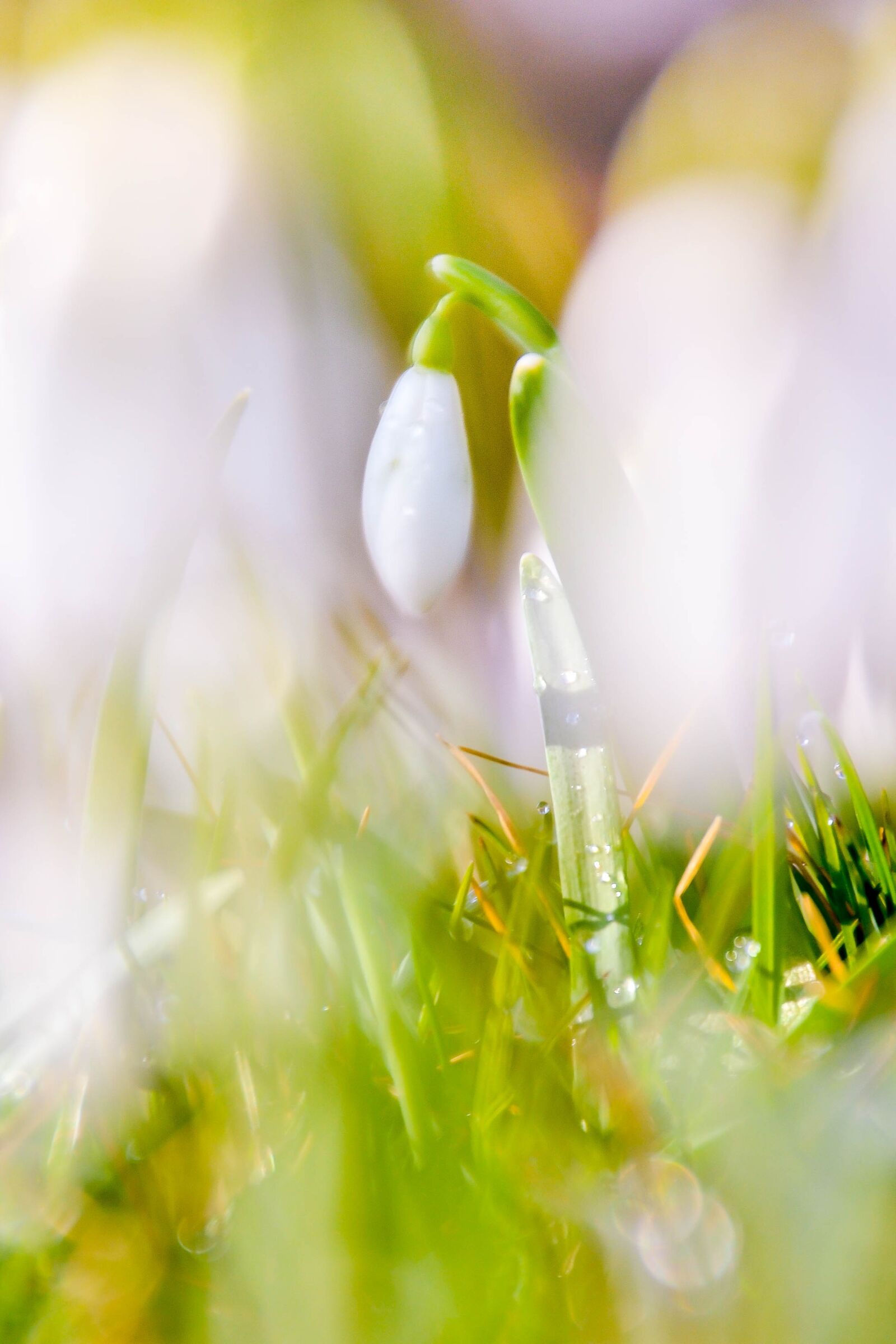 Nikon D3100 sample photo. Snowdrop, plant, spring photography