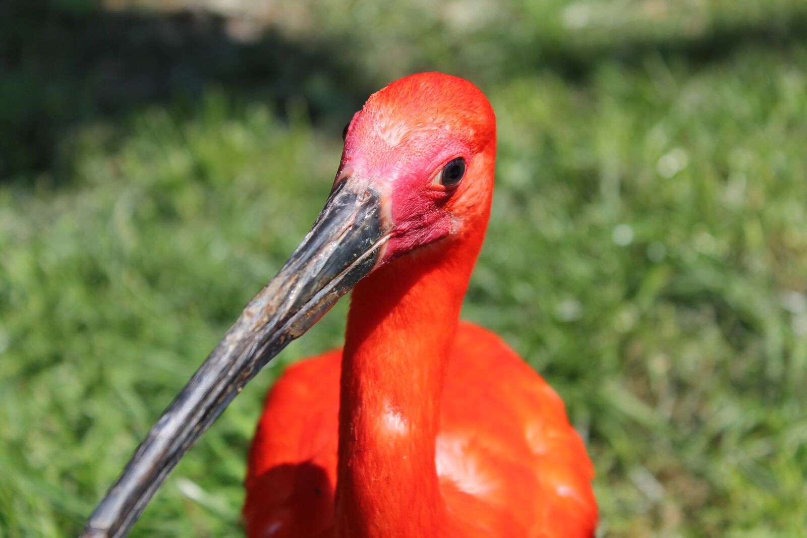Canon EOS 1100D (EOS Rebel T3 / EOS Kiss X50) sample photo. Bird, red, bill photography