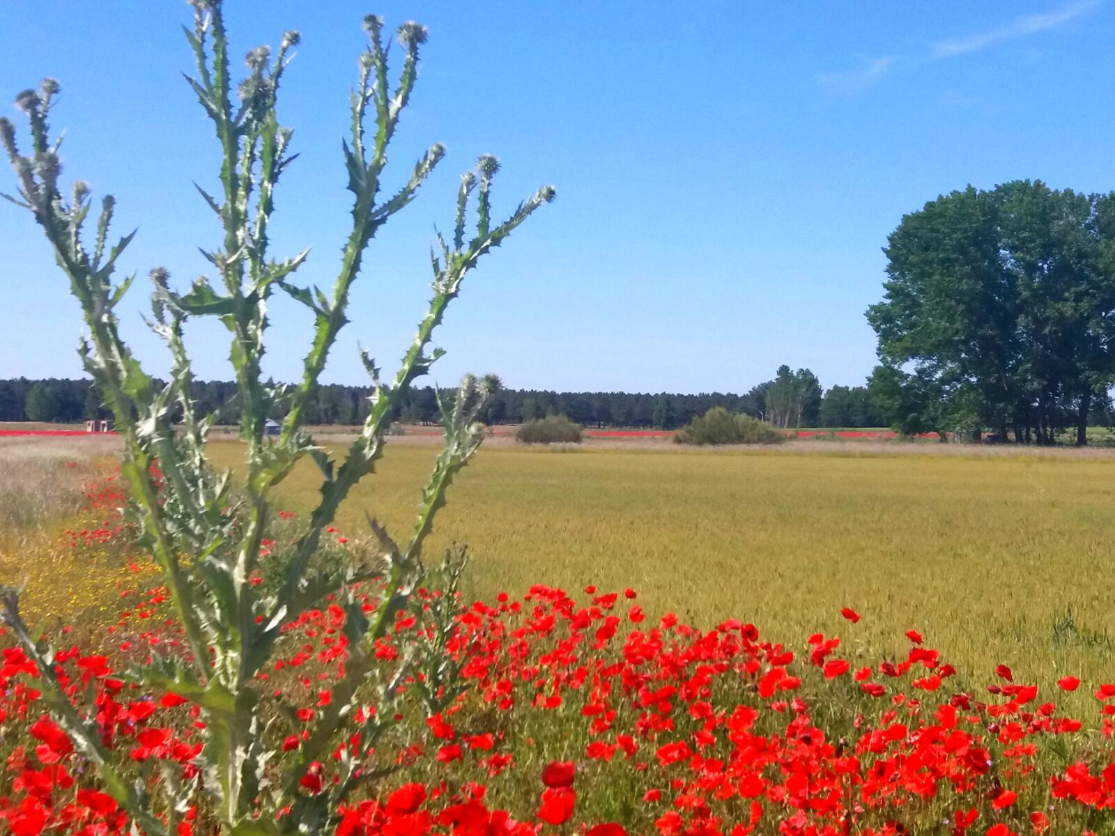Samsung Galaxy J5(2016) sample photo. Thistle, poppies, landscape photography