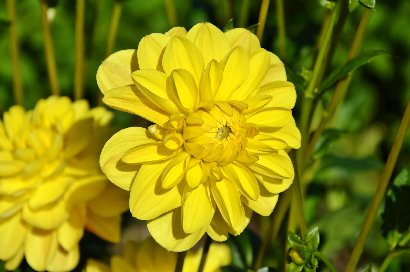 Nikon D3200 sample photo. Dahlia, dahlia flower, flower photography