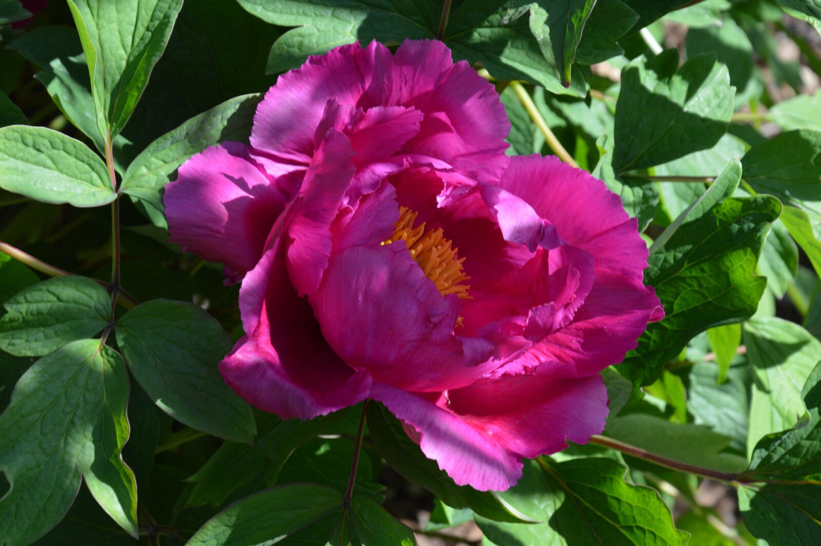 Nikon D3200 sample photo. Peony, paeonia, blossom photography