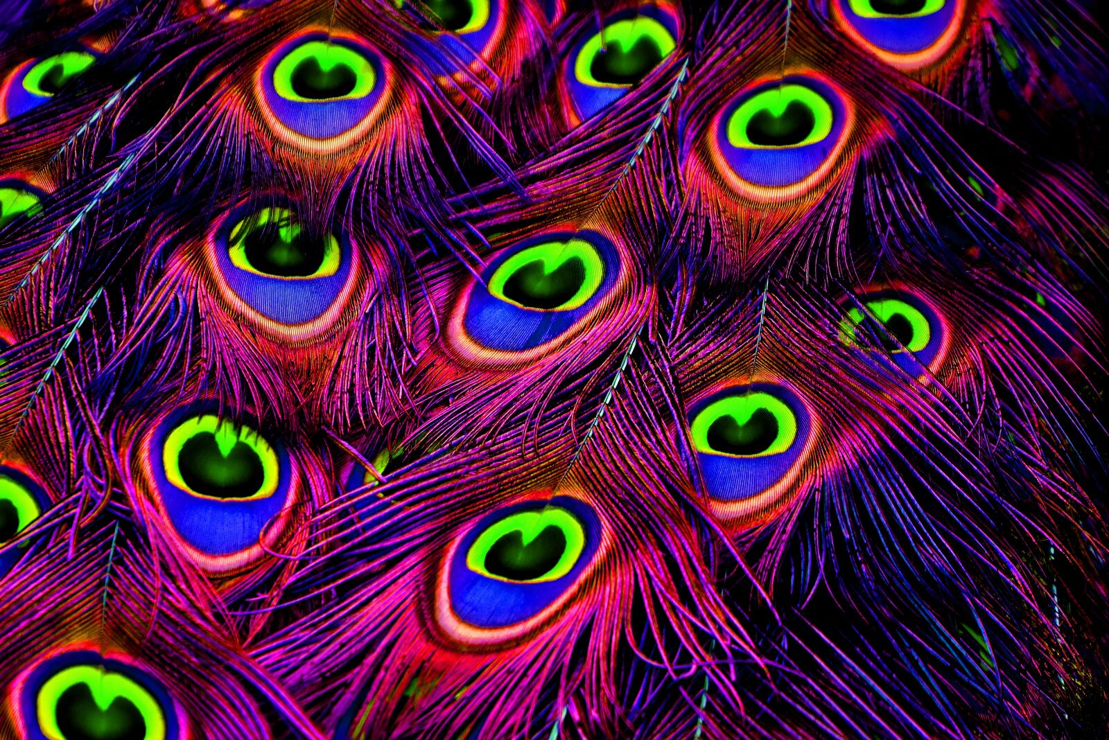 Nikon D7200 sample photo. Peacock feathers, color, plumage photography