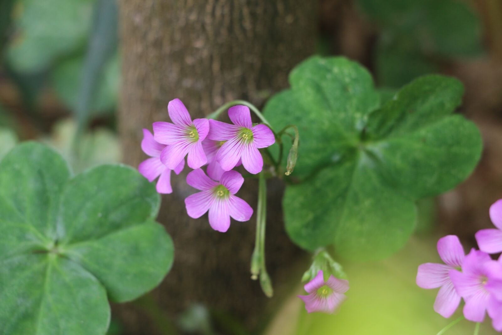 Canon EOS 70D sample photo. Flower, green, throat photography