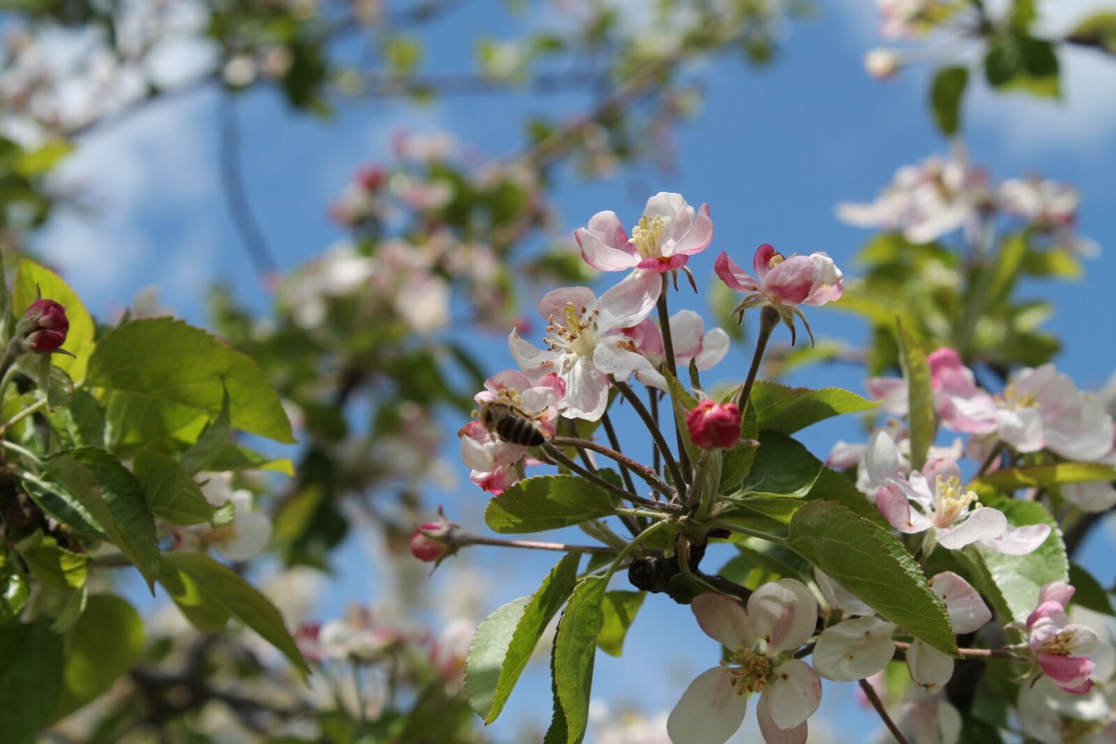 Canon EOS 1100D (EOS Rebel T3 / EOS Kiss X50) sample photo. Cherry, tree, nature photography
