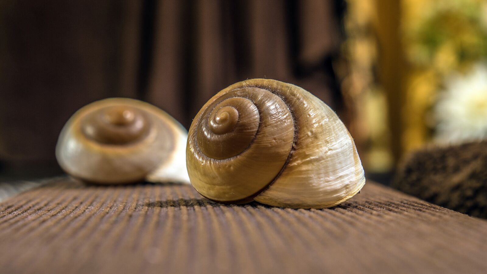 E 50mm F1.8 OSS sample photo. Snail, exoskeleton, seafood photography