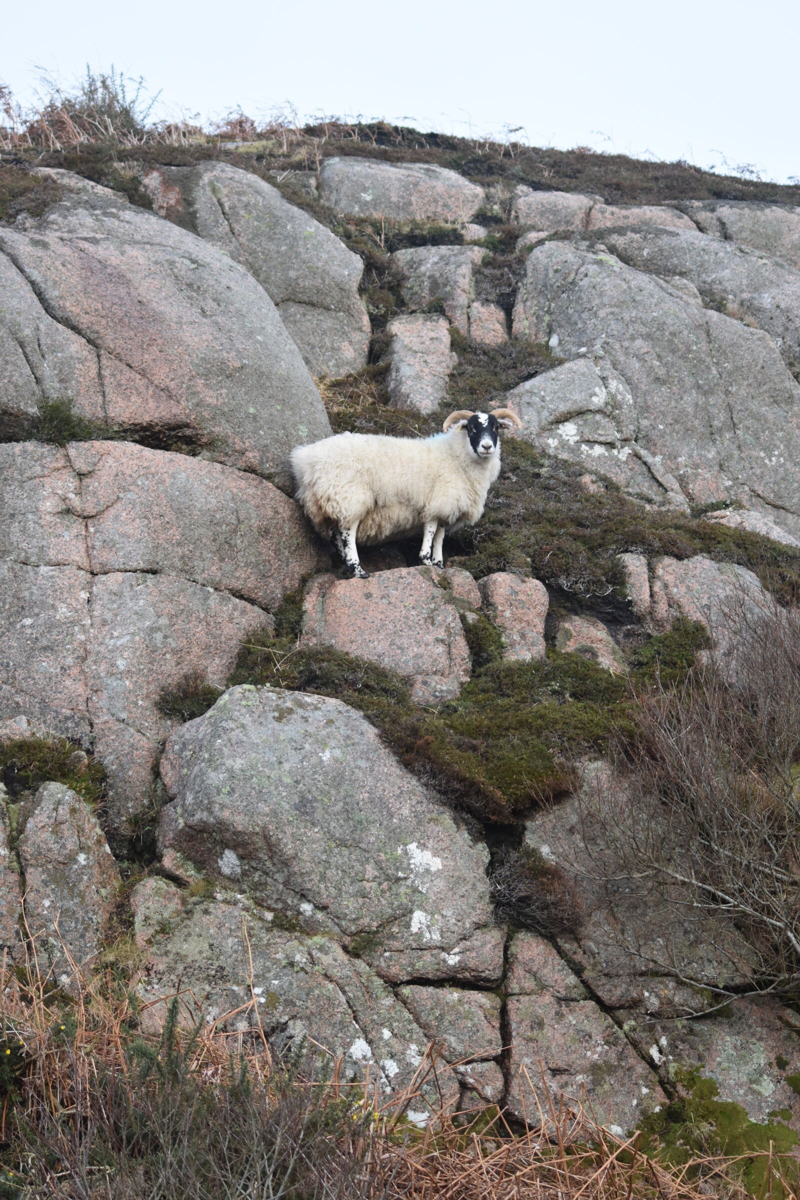 Nikon D3400 sample photo. Scotland, sheep, hill photography