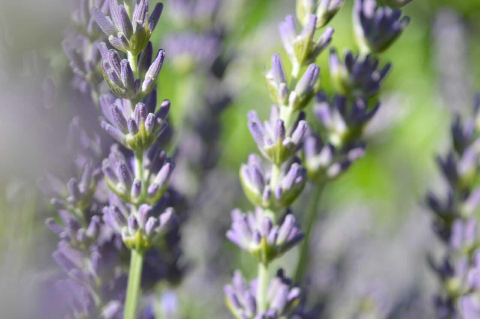 Nikon D3200 sample photo. Lavender, purple, scented plant photography